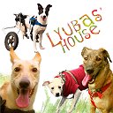 "Lyubas'House" - приют собак Насти Glazoo
