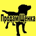 ПРОДАМ ЩЕНКА: купить щенка, реклама щенков