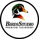 BirdsStudio.ru