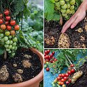 Про овощи и сады