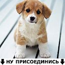 ♥Пушистая братва♥