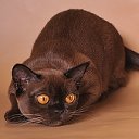 Питомник бурманских кошек ArabicaRU