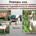 КОЗЫ ВСЕХ ПОРОД, КОЗОВОДСТВО