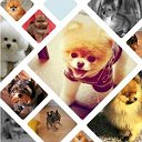 Интернет-журнал о породистых собаках