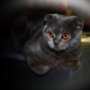 Шотландская вислоухая кошка Скоттиш фолд
