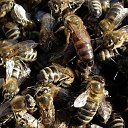болезни и вредители пчел