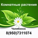 Комнатные цветы и растения.Челябинск