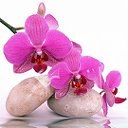 продажа орхидеи фаленопсис