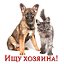 Собаки, кошки и др. животные даром. Новосибирск.