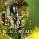 Тенториум-здоровье на крыльях пчелы.