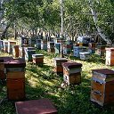 Пчеловодство-Наша жизнь!