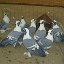 Воронежские чистые (зоревые) голуби
