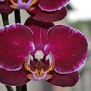 Орхидея Кременчуг-цветы и подарки