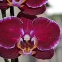 Орхидея Кременчуг-цветы и подарки