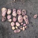 Все способы выращивания картофеля