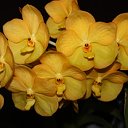 Орхидеи ванда и фаленопсис, секреты ухода.