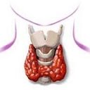 Щитовидная железа и её болезни...