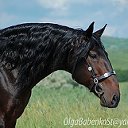 ценители карачаевской породы лошадей