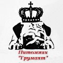 Питомник мопсов "Грумант"