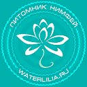 Питомник нимфей WaterLilia.ru