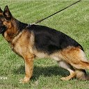 German shepherd (немецкая овчарка)