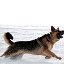 Изделия для реабилитации собак Airhund.