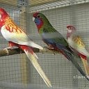 Волнистые папугайчики и многие породистые птицы