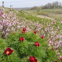 Радищево, Ульяновская область