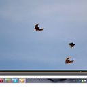 Серпастые голуби Севастополя