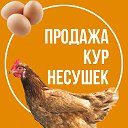 Куры-несушки. Доставка по РФ