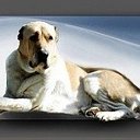 "Моя Собака САО" dogs-forum.ru