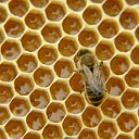 Мед и пчелы Приишимья