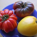 Томатленд - Каталог сортов томатов