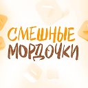 Смешные мордочки