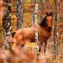 ✿ Лошадь — это поэзия в движении✿