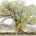 Familienstambaum von Podlich