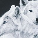 Клан белые Волки