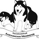 Российский Клуб Аляскинских Маламутов (РКАМ)