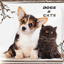 DOGs & CATs