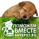 Помощь бездомным животным Savepet.ru