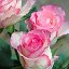 Как,,Le Charme Roses !... ,, - Очарование Роз !...