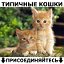 ✿Типичные кошки✿