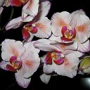 Orchid House Продажа орхидей. Украина