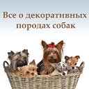 Декоративные породы собак