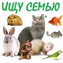 Отдам животных в Краснодаре и Кр. крае