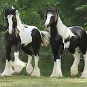 самые красивые кони
