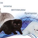 Украина . продажа котят.  Питомники .
