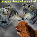 Жизнь волков и львов