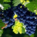 Виноград в Донецкой области