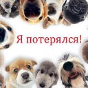 Потерянные и найденные животные Челябинска и облас